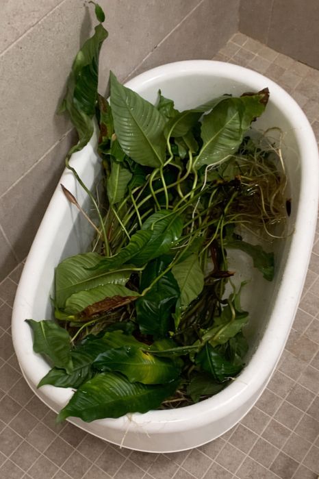 Anubias heterophylla