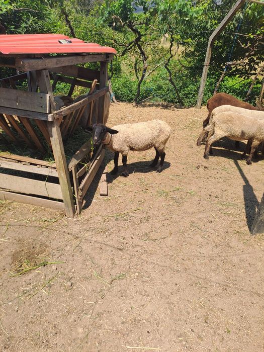 Ovelha sulfok e cruzadas