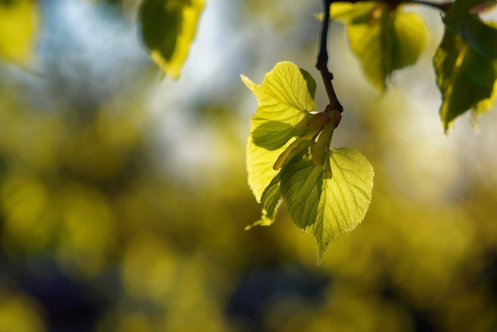 Sony 16-70mm f/4 ZA Vario-Tessar T* OSS ZEISS • E-mount • NEW