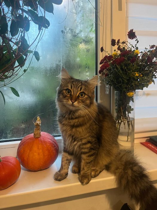 Віддам кицю в добрі руки