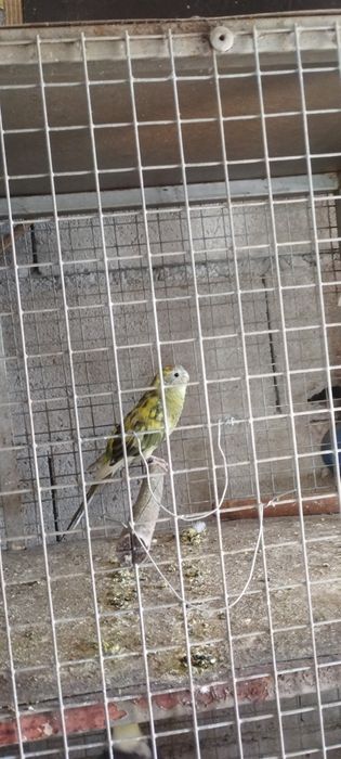 Vendo um casal de red rump e 2 machos e 1 fêmea de kakarakis