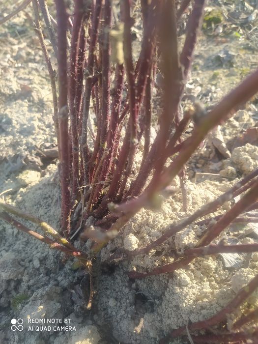 Sadzonki maliny letniej ,maliny czarnej  i malinojeżyny