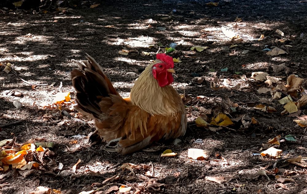 2 koguty na sprzedaż