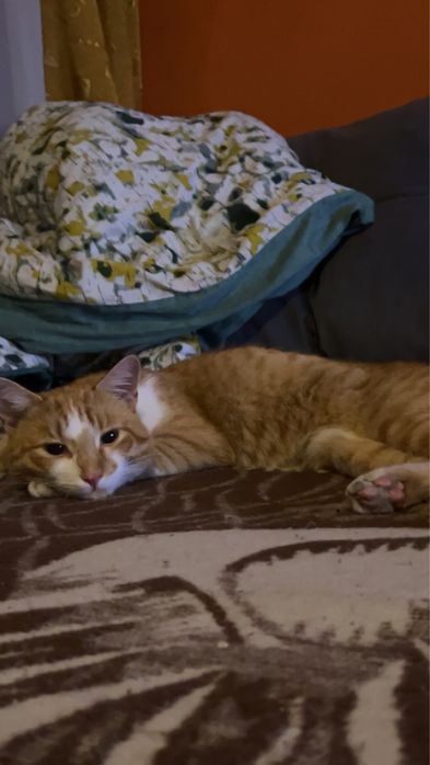 ZAGINĄŁ rudo bialy kot Tofiś