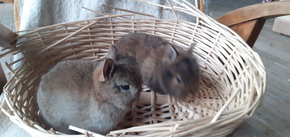 Króliczki karzełki Mini
