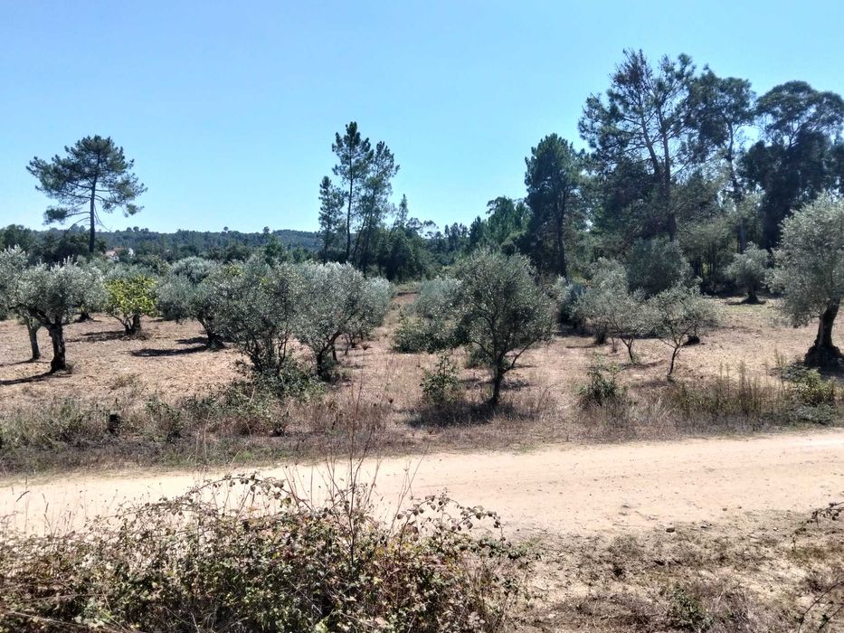 Terreno Rustico Inserido em zona de campo, localizado na periferia da Localidade
