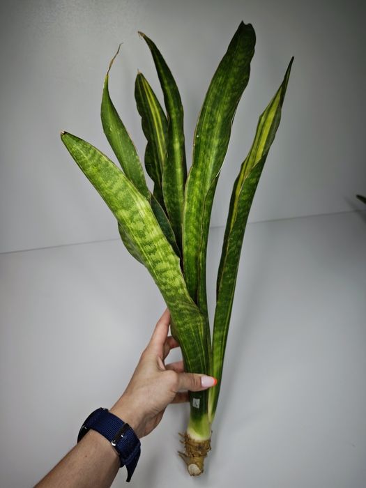 Sansevieria Dragon Fly var