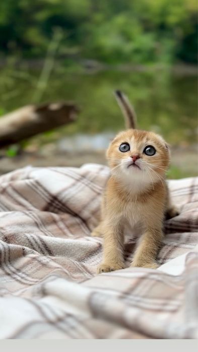 Чарівні плюшеві ведмедики золота шиншила Scottish Fold