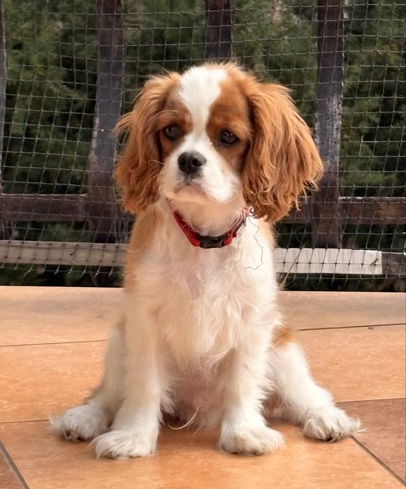Cavalier King Charles Spaniel blenheim