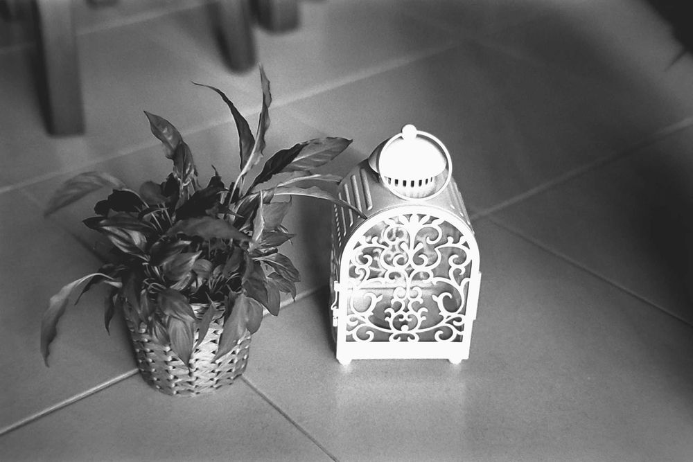 Ilford Pan F 50 Plus - 5 rolos - Reservado
