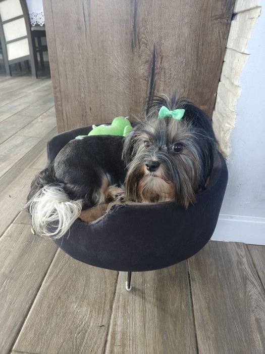 Dorosła suczka Biewer