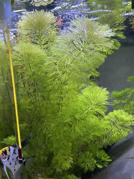 Troco plantas dos meus aquários