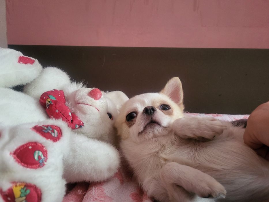 Красотунтик ,запрошуе дамочек на массаж