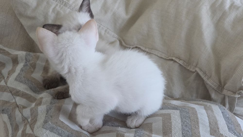 Gatinhos para dar