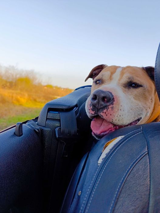 Pies typu amstaff szuka domu