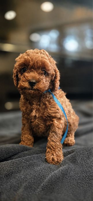 Cavapoo Piękny chlopiec komplet szczepien Paszport
