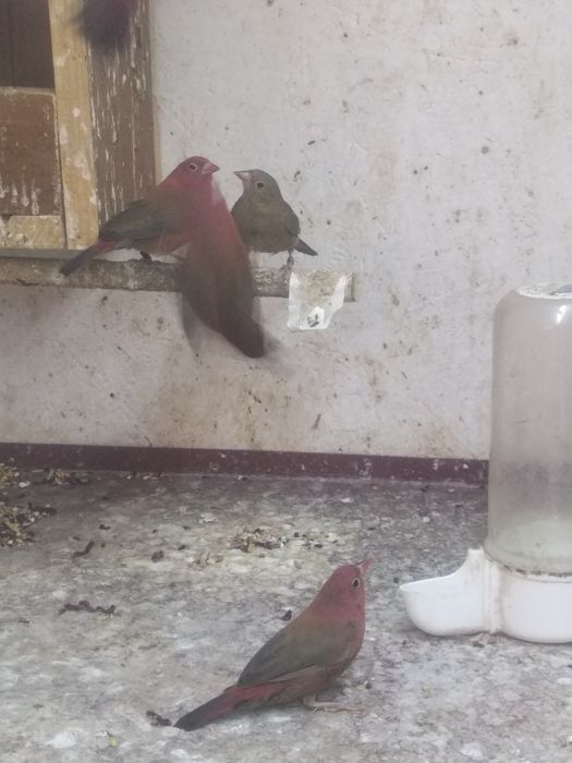 amarant mały samiec