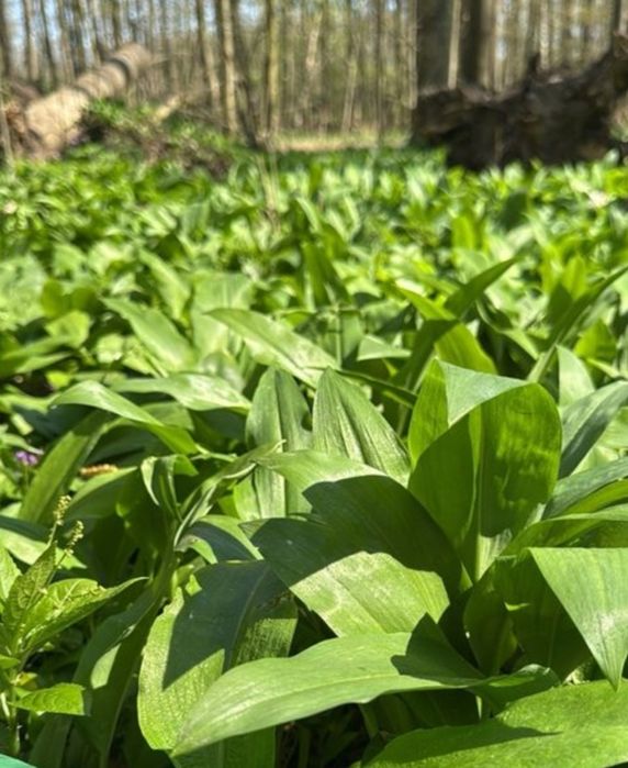 Świeży czosnek niedźwiedzi – hurt i detal | Legalne źródło