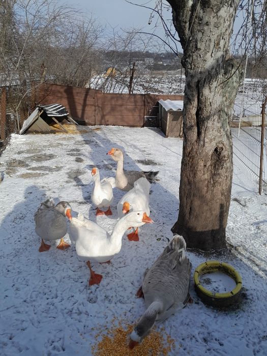 Продам семью гусей