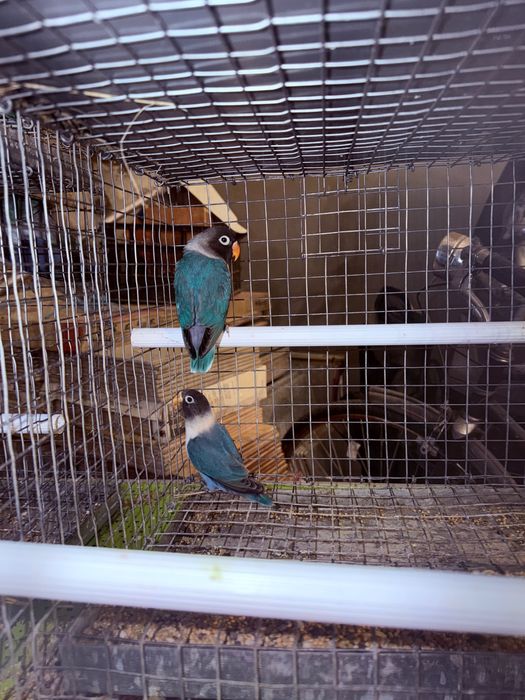 Agapórnis personatus casal e 2 fêmeas Fischer