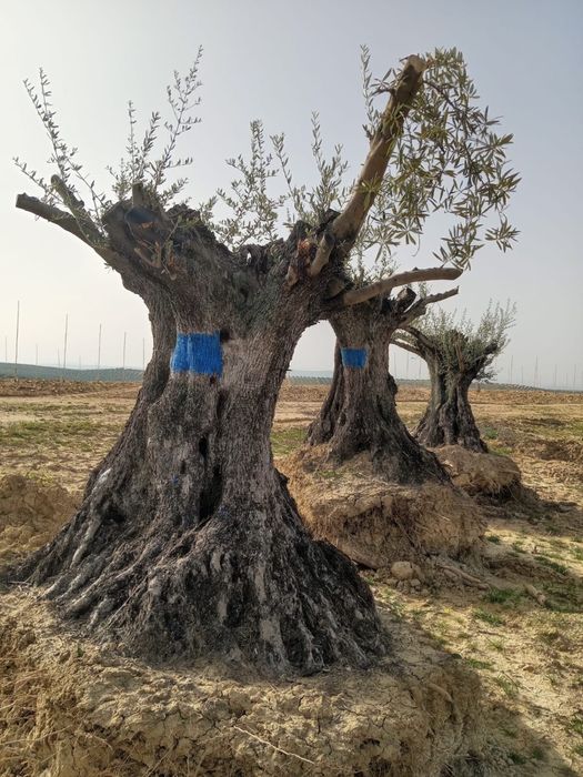 Oliveira centenarias