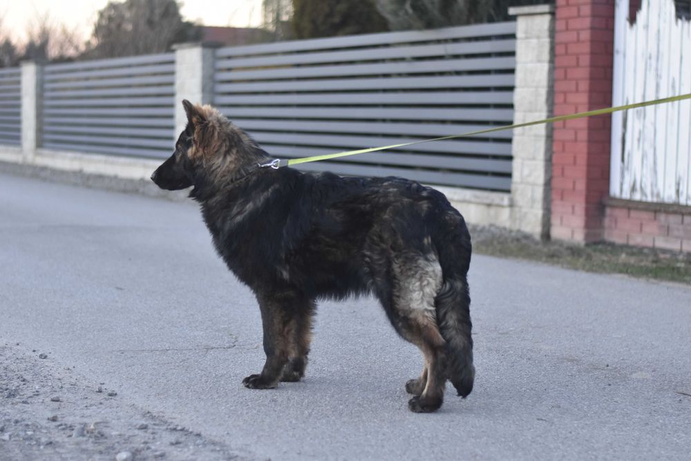 Owczarek Staroniemiecki ... ( Długowłosy czarny  / wilczasty  )