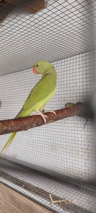 Grandes Alexandres Híbridos  1 fêmea