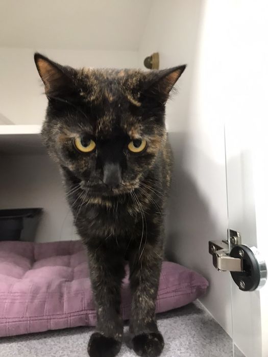 Краля в пошуках дому