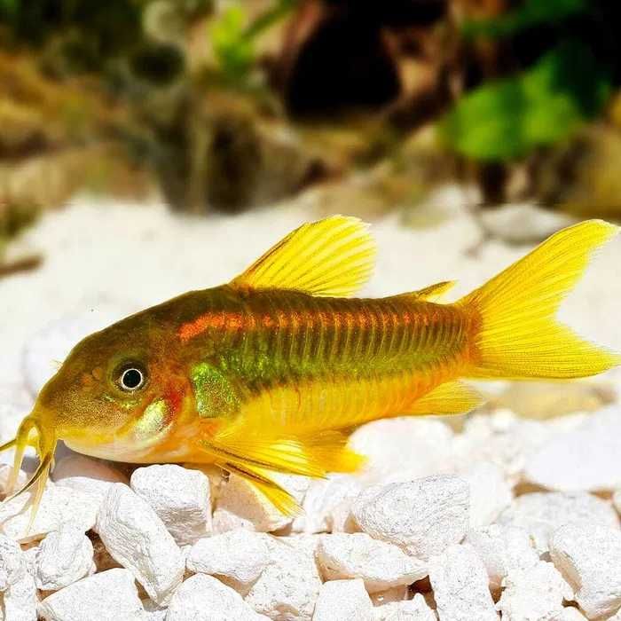 Kirys Golden Laser / Gold Laser
