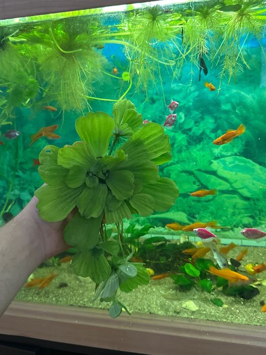 Акваріумні рослини ПІСТІЯ плаваючі на воді капуста водорості лімнобіум
