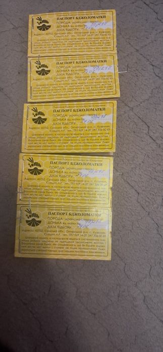 Українська степова бжоломатки продам  2025.