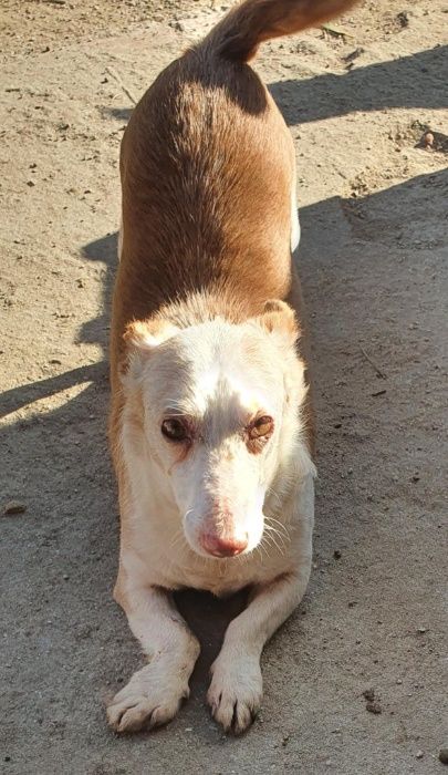 Cão porte pequeno (Pinto)