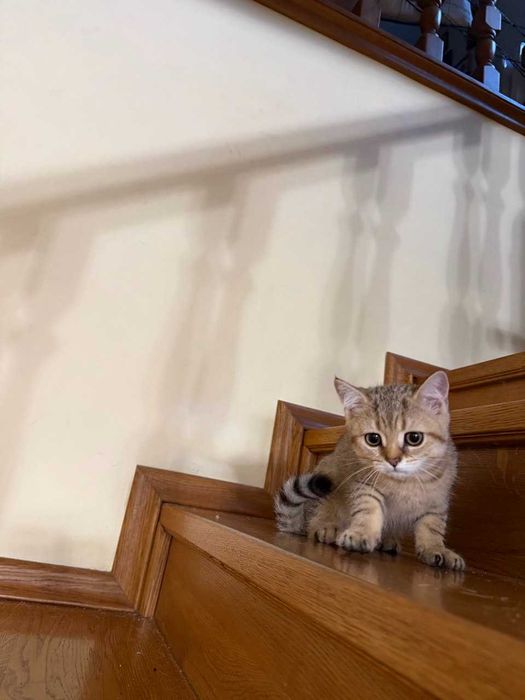 Британське зеленооке тигреня а ніжне як котик
