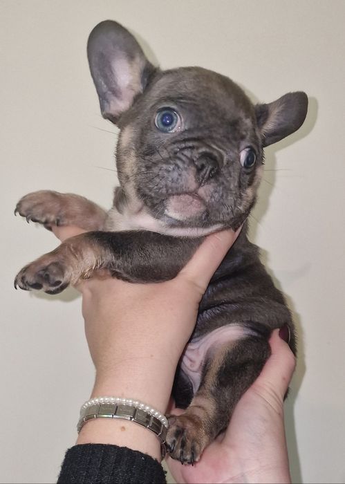 Bulldog francês linhagem superior