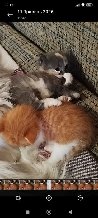Віддам рудого котика кошенята