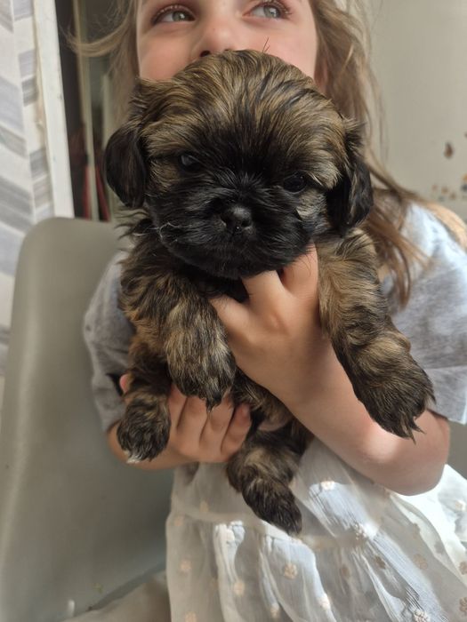 Shihtzu tricolor