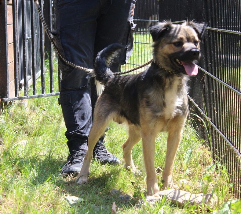 Pies Babiś do adopcji. Oddam psa