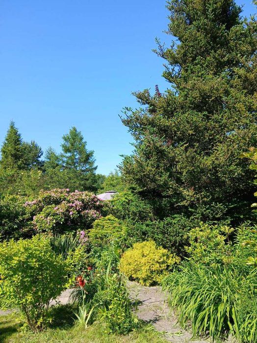 Ogródek działkowy/działka rekreacyjna ROD, murowany domek, woda, prąd