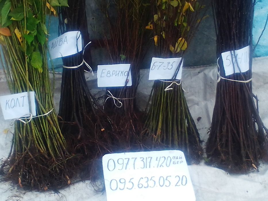 Підщепа різна для плодових культур