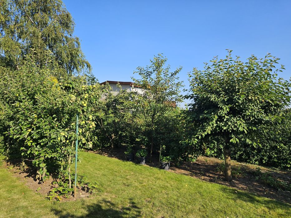 PIĘKNA DZIAŁKA ROD - Słupsk ul. Gdańska