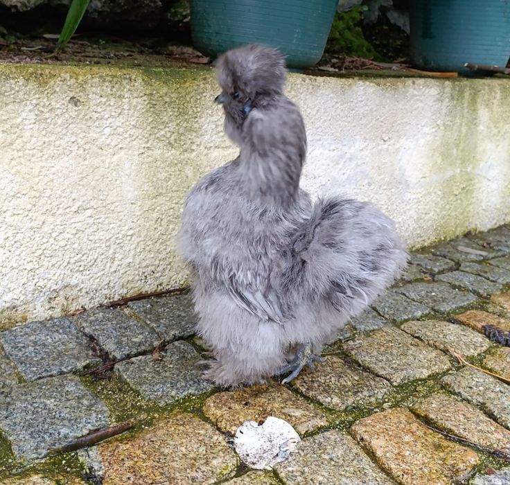 Sedosas do Japão ovos