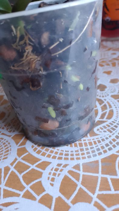 Продам орхидею белая