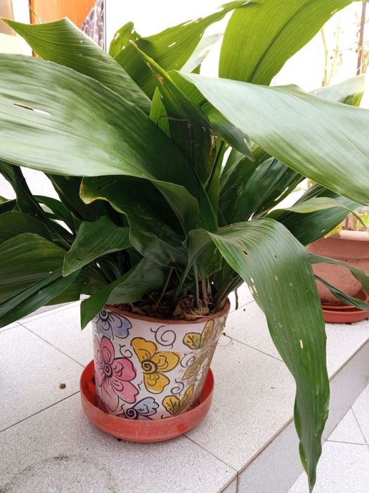 Vaso de Hospedistas