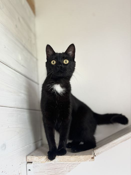 KLIMEK - dama w białym krawacie