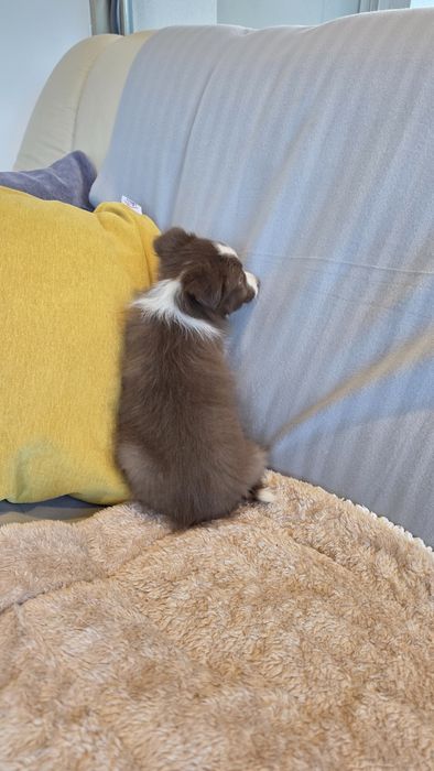 Border Collie Chocolate Fêmea (Olhos Verdes Azulados)