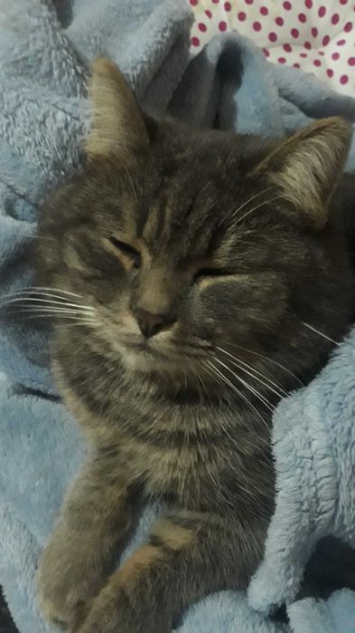 Отдам домашнего кота