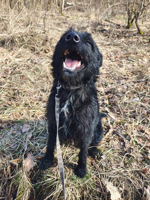 Terier Agent czeka na nowy dom