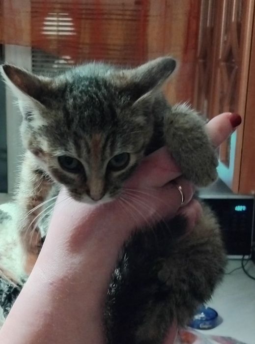 Бесплатно отдам в хорошие руки