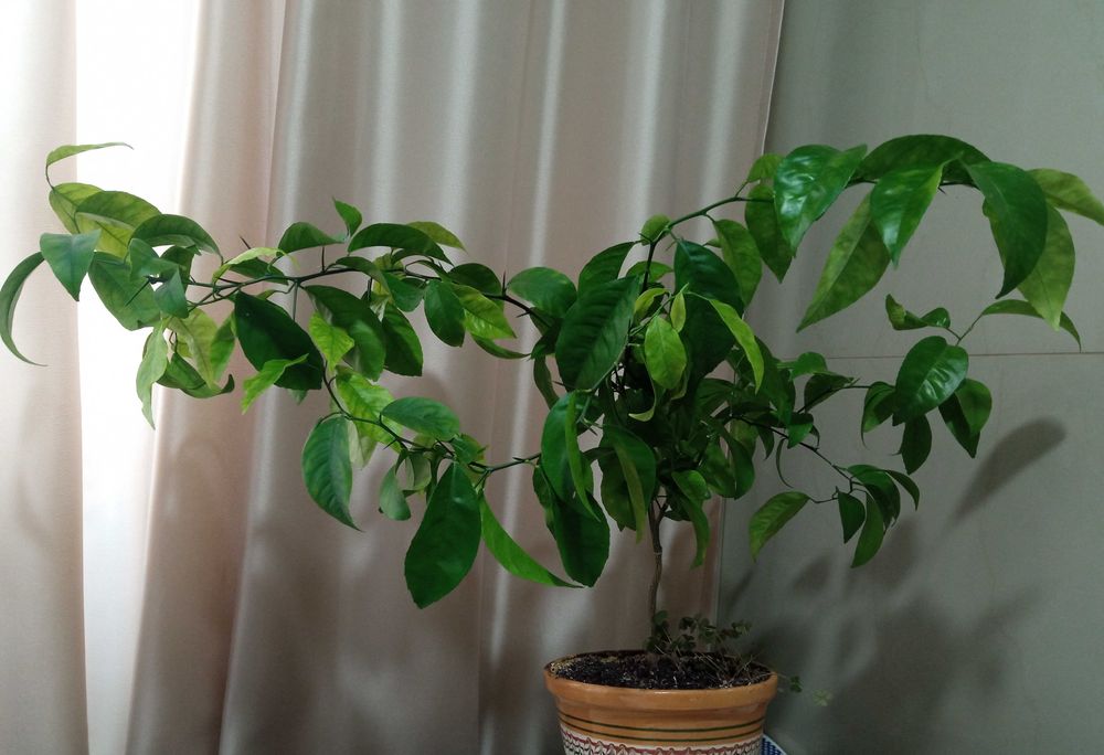 Продам лимонное дерево