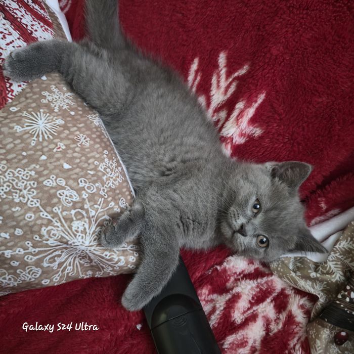 Чистокровна дівчинка готова до переїзду